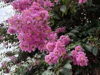 WebCAM de ladyred1ove